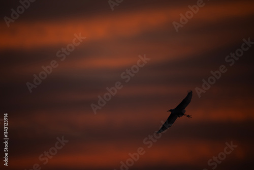 Obraz na płótnie Egret bird in flight against a vibrant sunrise sky. w salonie