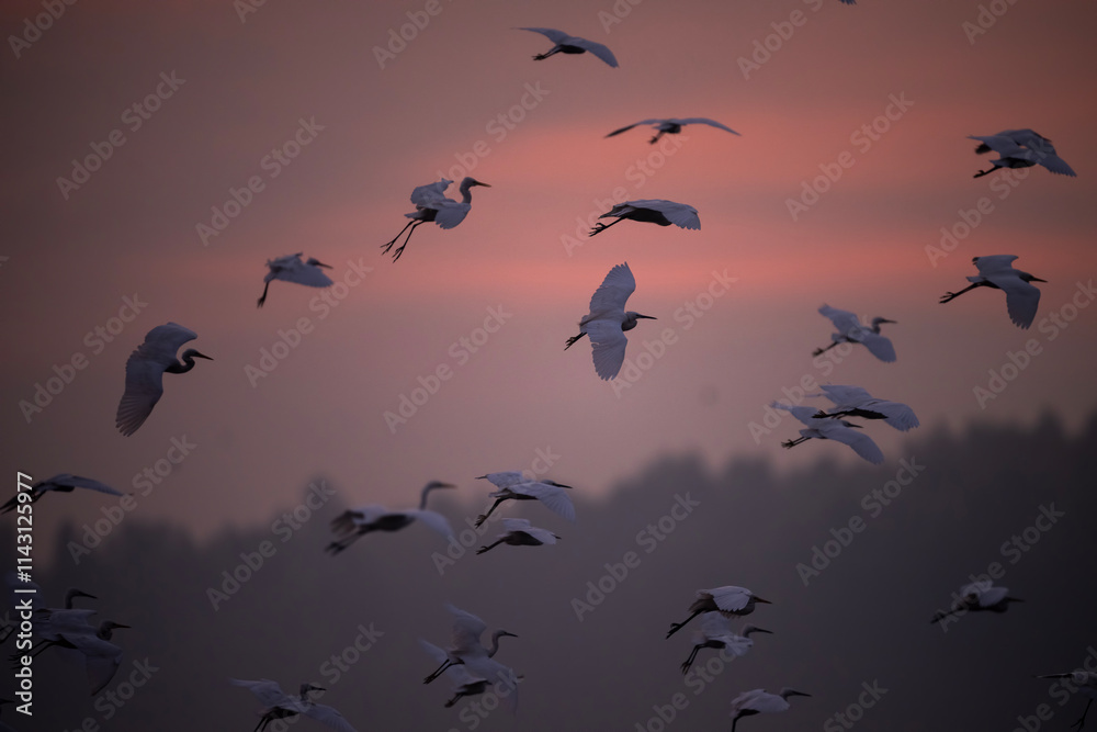 Silhouette of birds, likely egrets or herons, in flight against a vibrant sunrise sky.