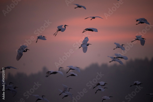 Obraz na płótnie Silhouette of birds, likely egrets or herons, in flight against a vibrant sunrise sky. w salonie