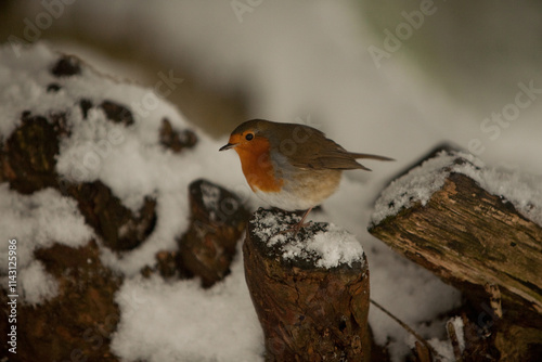 File Image: Image depicting a robin in Marlay Park in Dublin, Ireland during the Christmas holidays in December 2010 during a period of heavy snow. photo