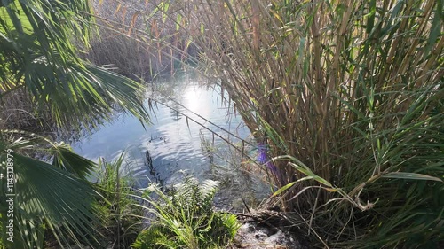 reeds and lake