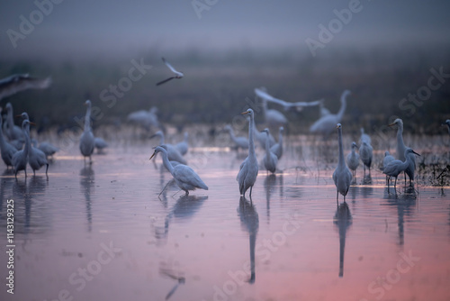 Obraz na płótnie A Misty Dawn Gathering of Egrets and Herons w salonie