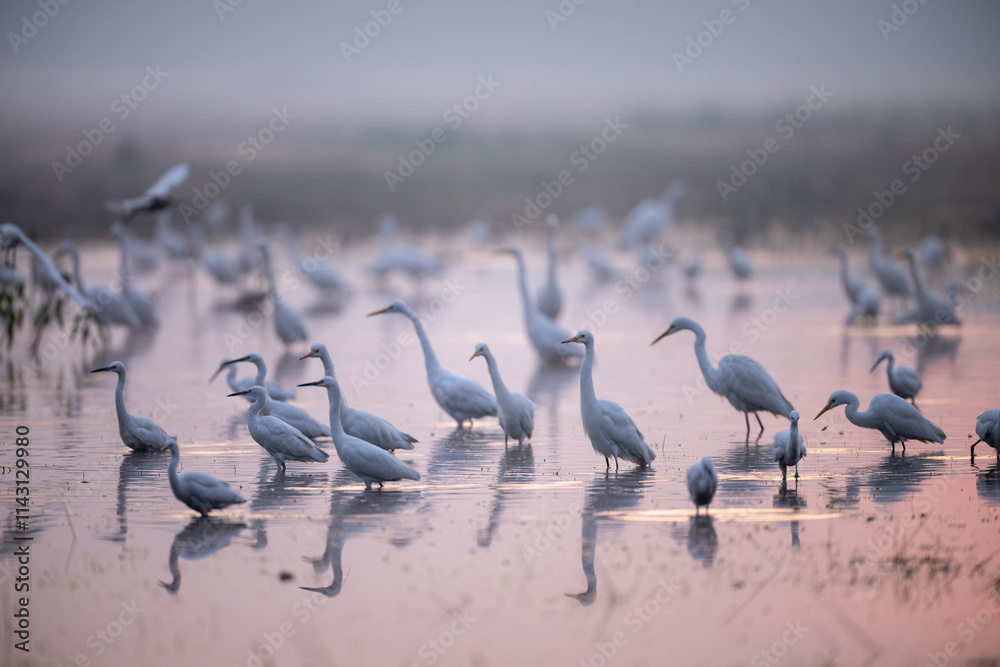 A Misty Dawn Gathering of Egrets and Herons