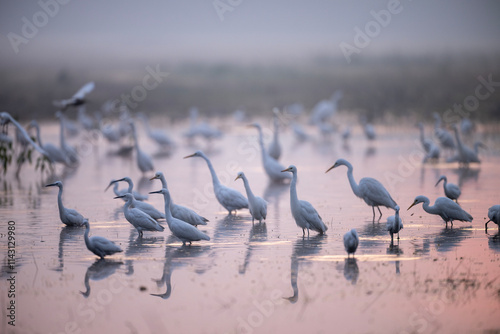 Obraz na płótnie A Misty Dawn Gathering of Egrets and Herons w salonie