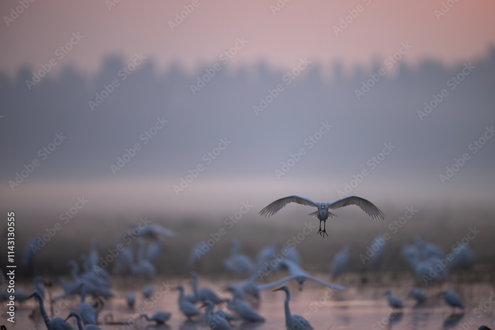 A tranquil scene of egrets and herons in a misty morning setting.