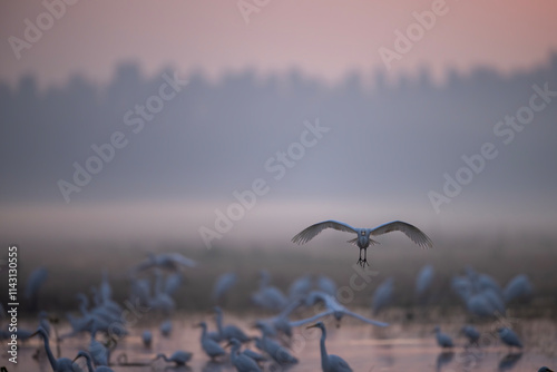 Obraz na płótnie A tranquil scene of egrets and herons in a misty morning setting. w salonie