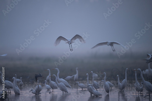 A tranquil scene of egrets and herons in a misty morning setting.