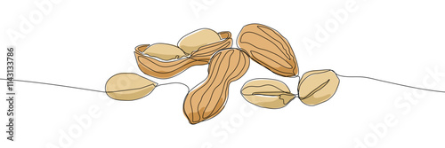 Peanut continuous line drawing vector illustration. Nut illustration. Peeled and unshelled peanuts