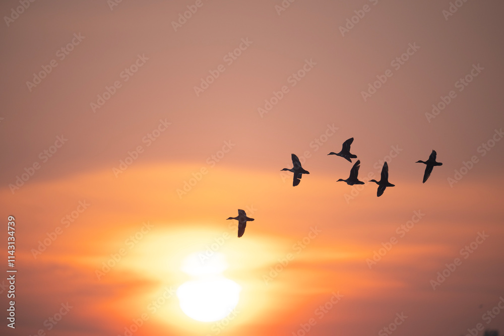 Silhouette of Birds in Flight at Sunrise