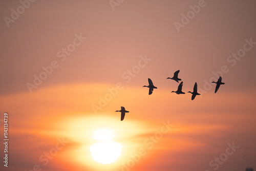 Obraz na płótnie Silhouette of Birds in Flight at Sunrise w salonie