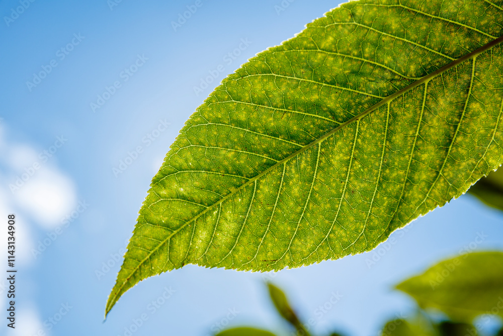 Close-up of a leaf's venation and surface, showing small, light-colored spots. Clear blue sky is visible in the background. Close-up of a leaf's venation and surface, showing small, light-colored spots. Clear blue sky is visible in the background.