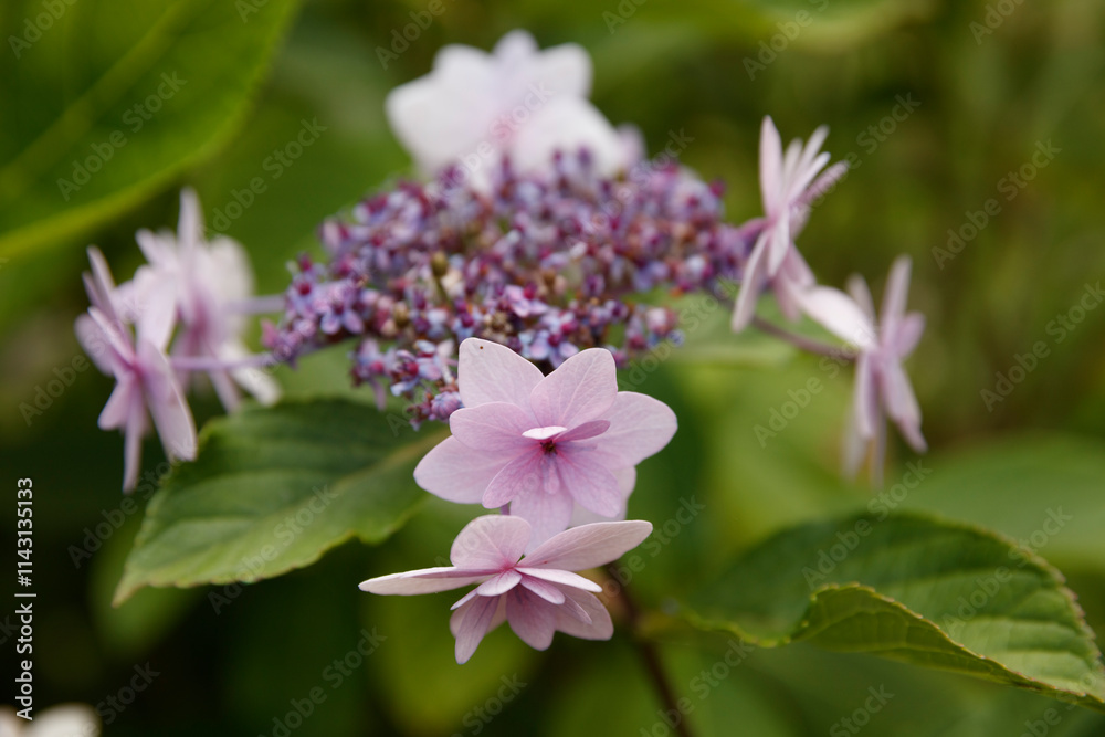 Close-up of a cluster of light purple/pink hydrangea blossoms. Blurred green leaves in the background. Floral detail. Close-up of a cluster of light purple/pink hydrangea blossoms. Blurred green leaves in the background. Floral detail.