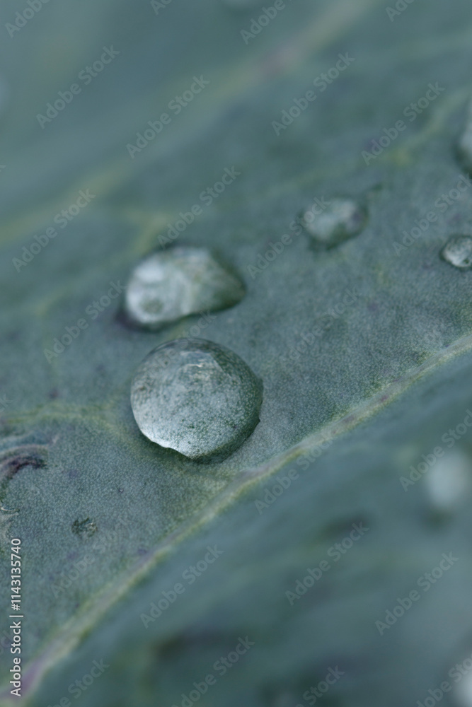 Close-up of water droplets on a textured, greyish-green leaf. Details of leaf surface and water beading are visible. Close-up of water droplets on a textured, greyish-green leaf. Details of leaf surface and water beading are visible.
