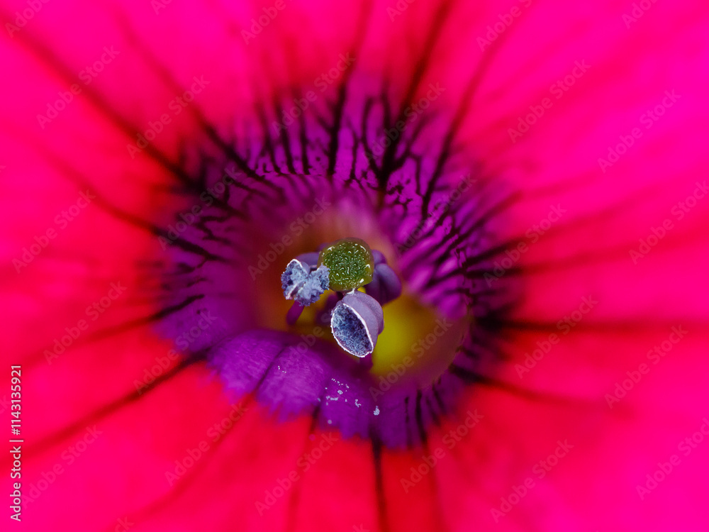 Close-up of a vibrant pink flower's pistil. Purple and dark lines are visible in the flower's center. Details of the reproductive parts are sharply focused. Close-up of a vibrant pink flower's pistil. Purple and dark lines are visible in the flower's center. Details of the reproductive parts are sharply focused.