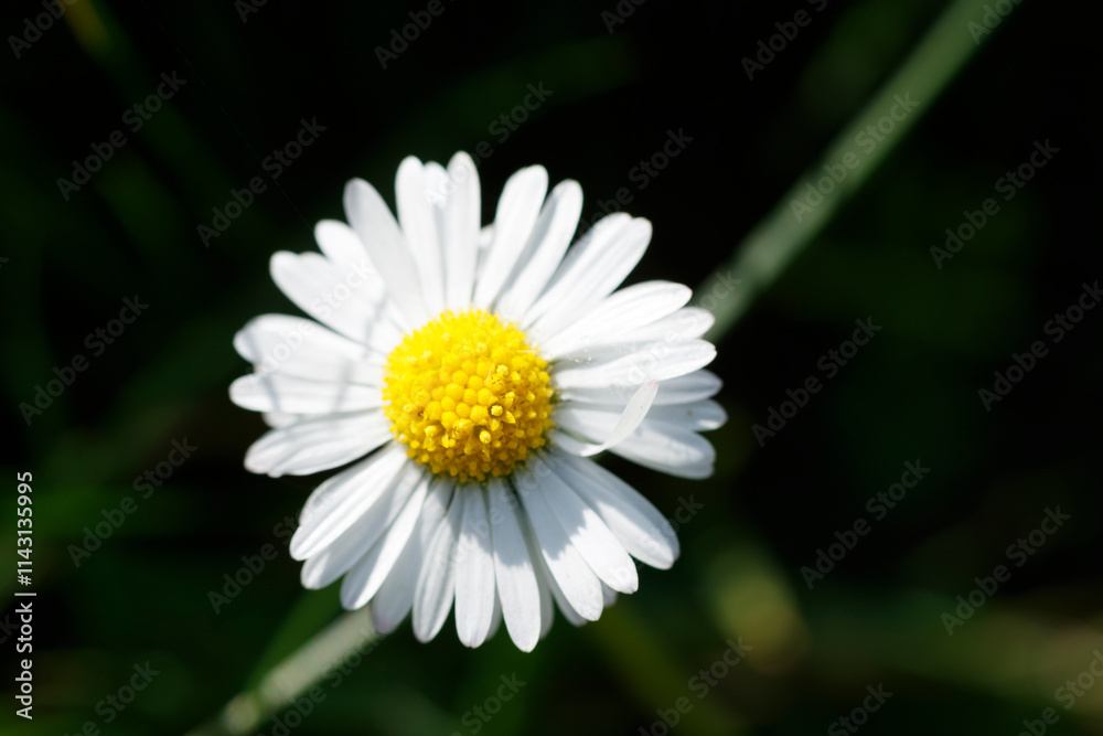 Close-up of a white daisy with a bright yellow center. Blurred dark green background. Floral detail. Close-up of a white daisy with a bright yellow center. Blurred dark green background. Floral detail.