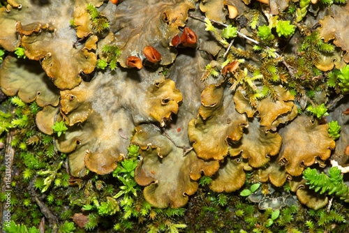 Dog tooth lichen spreading over seepy ground in New Hampshire. photo