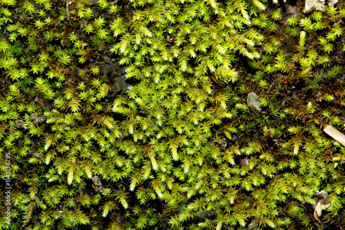 Pleurocarpus green moss spreading over rock in New Hampshire. photo