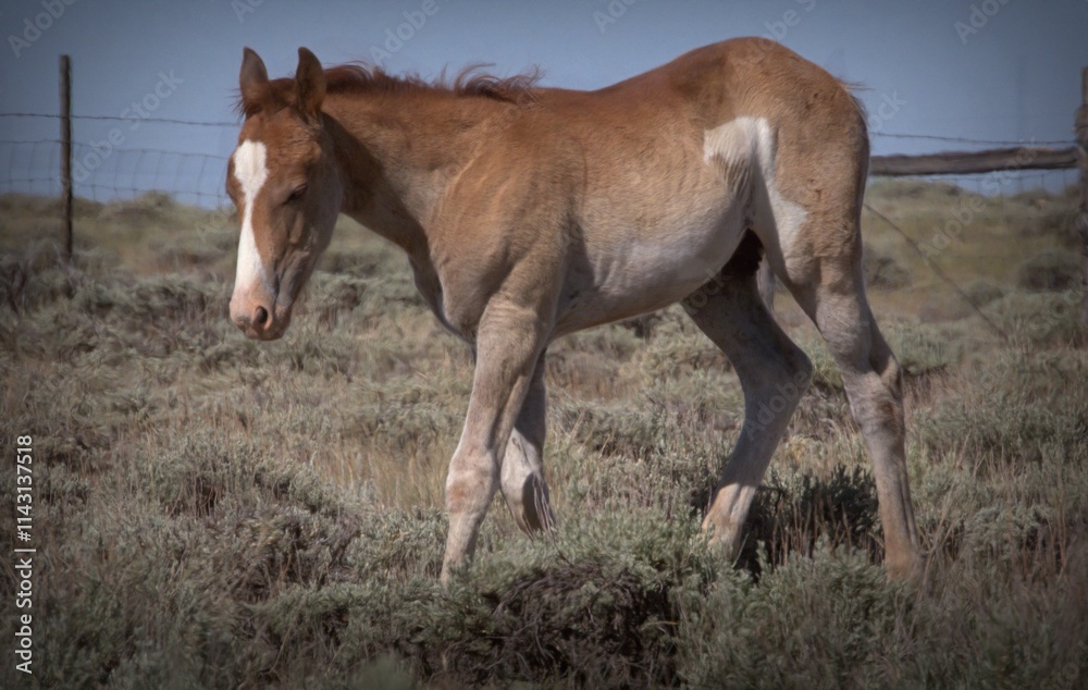 Fototapeta premium Maynard, Foal of the Year Out of Dam: Sprite and Sire: Zander Wild Horse of the Sand Wash Basin in Colorado Sage Brush Mountains