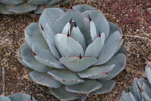 The unique pattern of Artichoke Agave, also known with scientific name Agave parryi var truncata photo