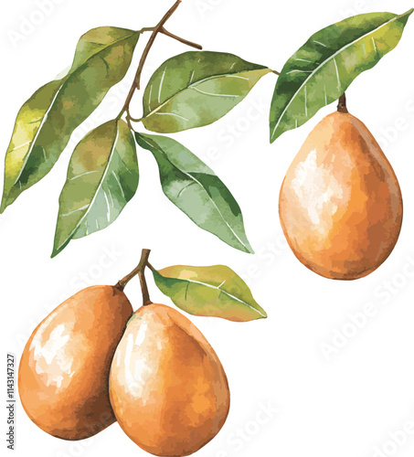 watercolor Sapodilla, pear set on white, vector set