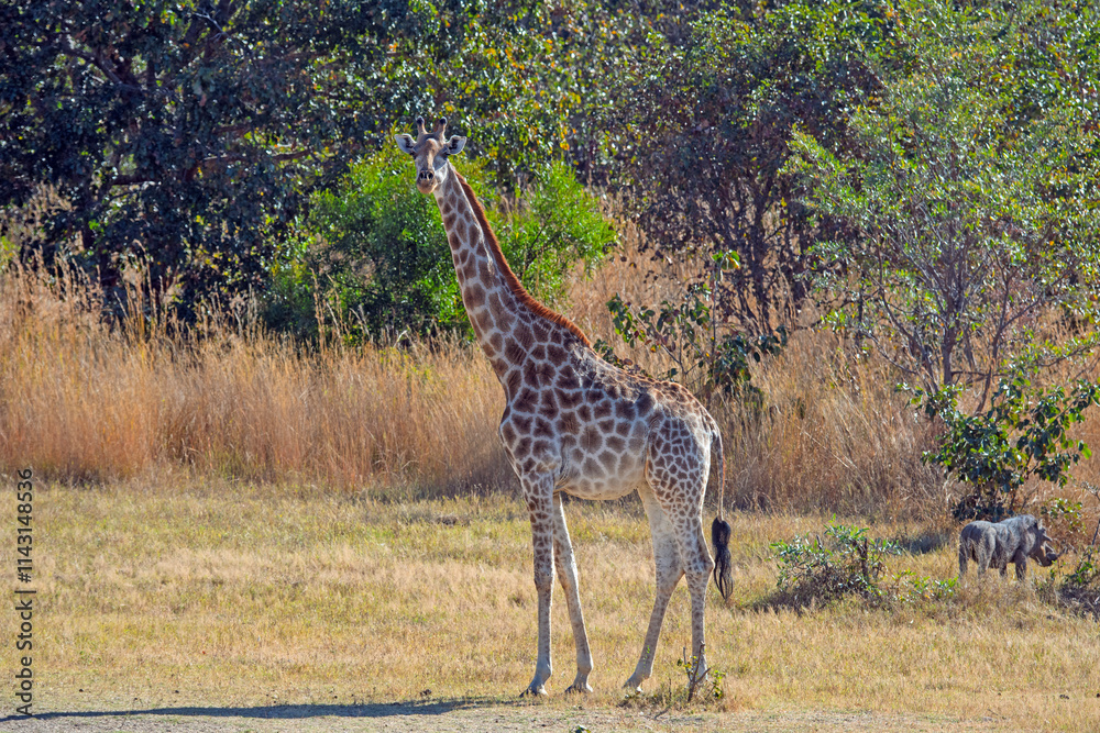 Southern Giraffe Grazing in the Grasslands Southern Giraffe Grazing in the Grasslands