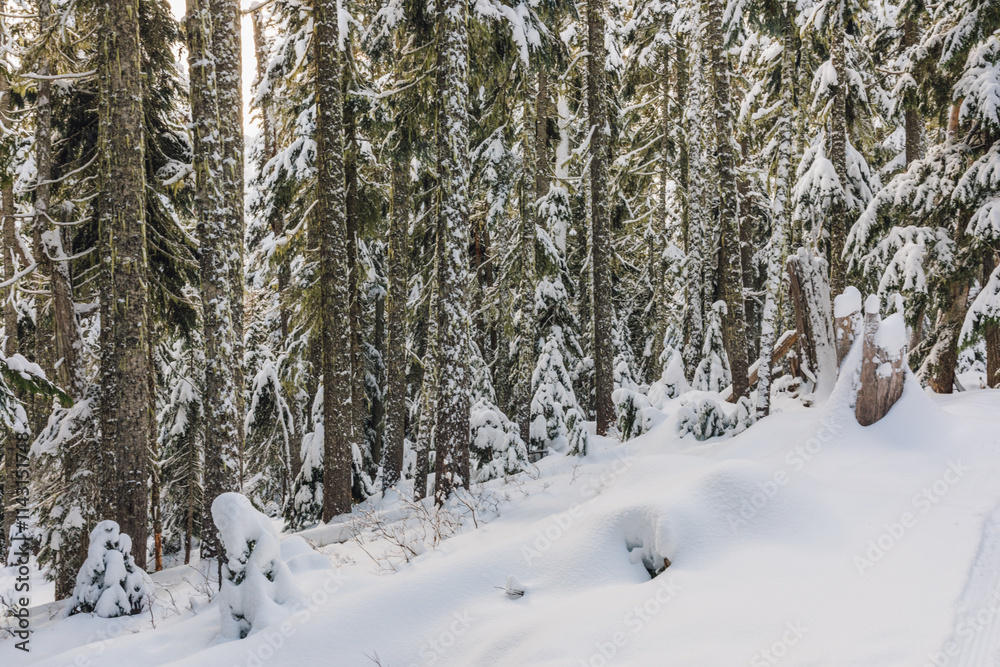snow covered pine trees snow covered pine trees