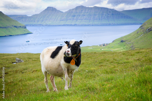 Sheep grazing on Eysturoy i...