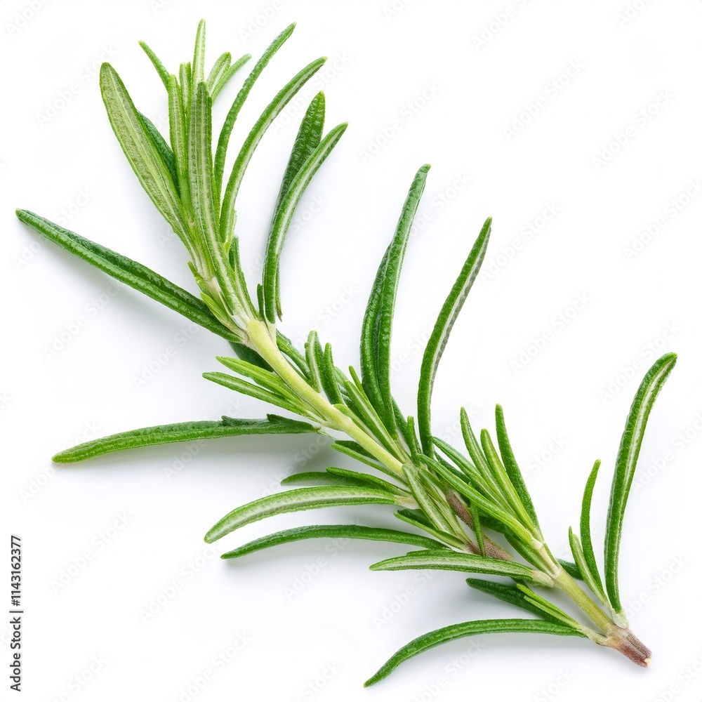 Fototapeta premium Sprig of rosemary with fresh green leaves isolated on white background, full depth of field