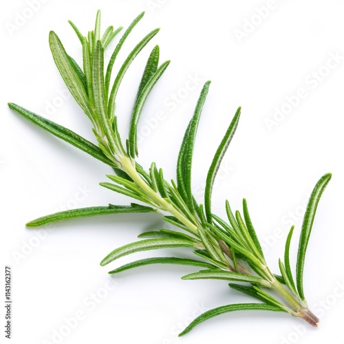 Sprig of rosemary with fresh green leaves isolated on white background, full depth of field photo