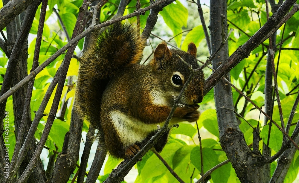 Obraz premium squirrel on a tree