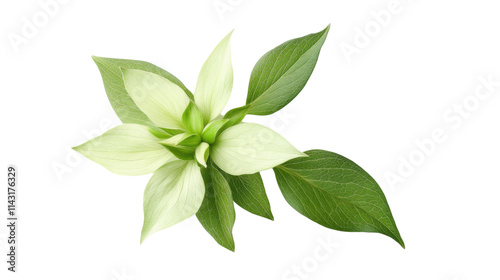 Green flower, transparent background