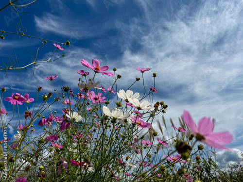 flowers and sky