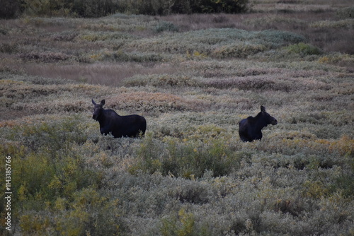 Moose in Nature photo