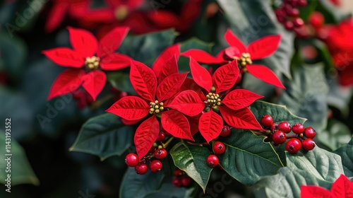 Vibrant red flowers in bloom surrounded by lush green leaves and bright red berries creating a festive and colorful botanical display photo