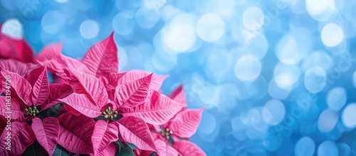 Poinsettia flower framed against a vibrant blue bokeh background ideal for holiday and seasonal decorations photo