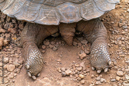 Принти на полотні Galapagos giant tortoise, rear end, tail and legs, turtle butt, shell and scaly