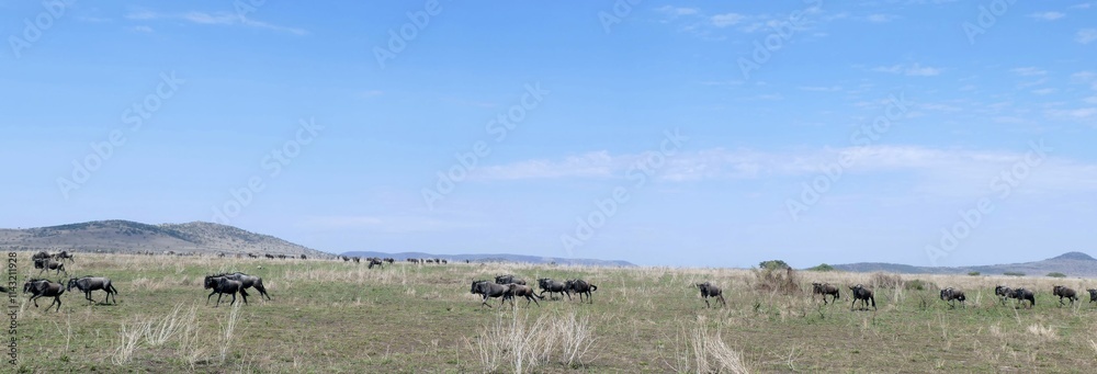 Wildebeest herd migrating across serengeti national park Wildebeest herd migrating across serengeti national park