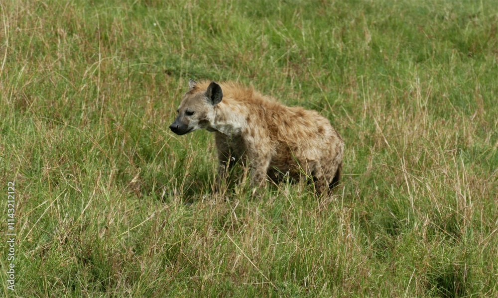 Spotted hyena resting in tall grass in african savanna Spotted hyena resting in tall grass in african savanna