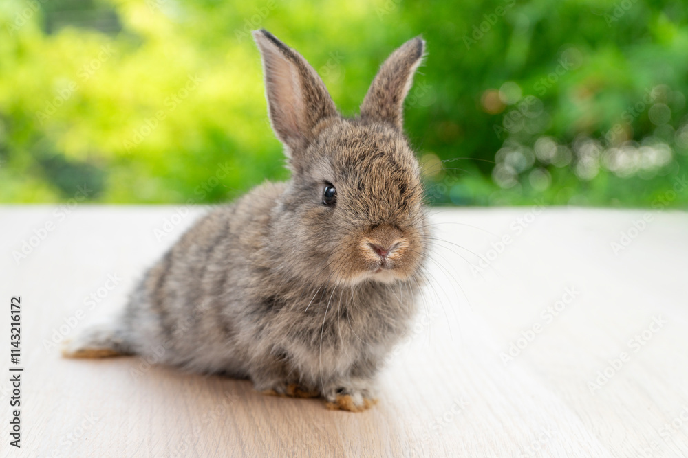 Fototapeta premium Lovely baby rabbit furry bunny looking something sitting alone on wooden over blurred green nature background. Adorable little bunny ears rabbit sitting on green spring time. Easter animal concept.
