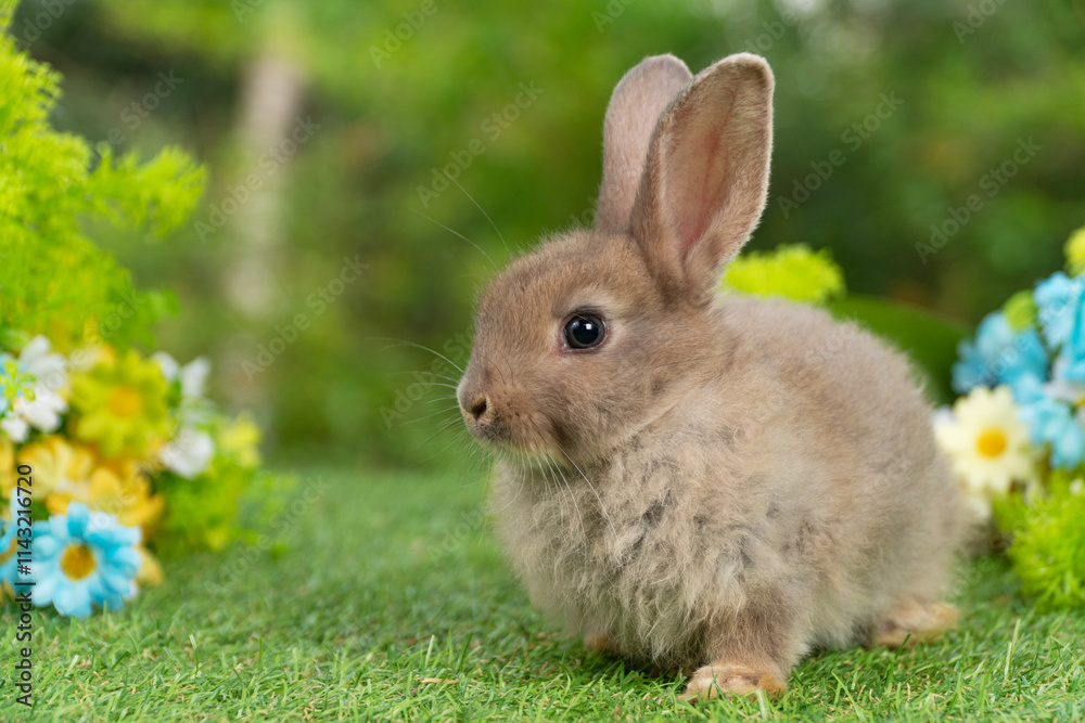 Lovely rabbit ears bunny sitting playful on green grass with flowers over spring time nature background. Little baby rabbit brown bunny curiosity standing playful on meadow summer background. Easter Lovely rabbit ears bunny sitting playful on green grass with flowers over spring time nature background. Little baby rabbit brown bunny curiosity standing playful on meadow summer background. Easter