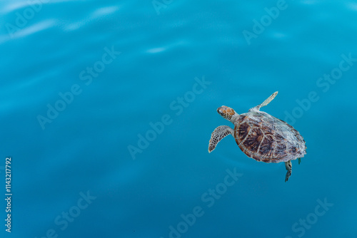 WIld sea turtle in the water on an australian coast