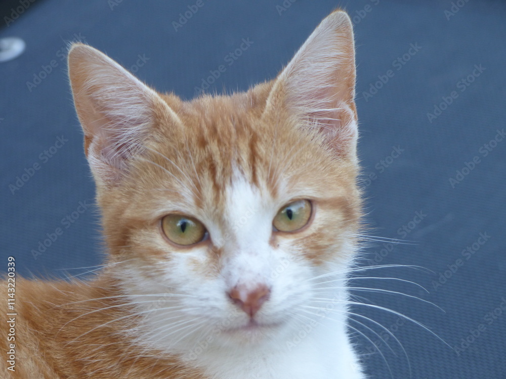 Fototapeta premium Regard de chat