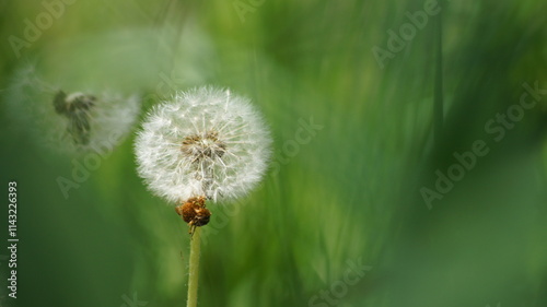 dandelion seed head photo