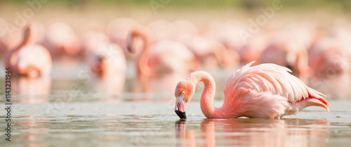 Pink flamingo drinking water with flock in background