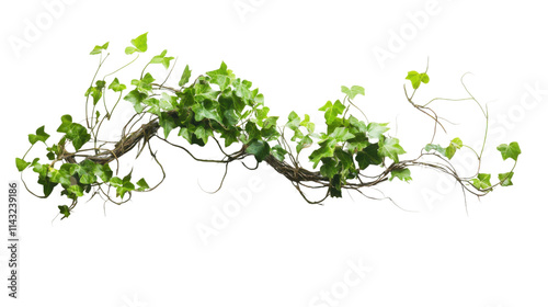 Ivy vine transparent background photo