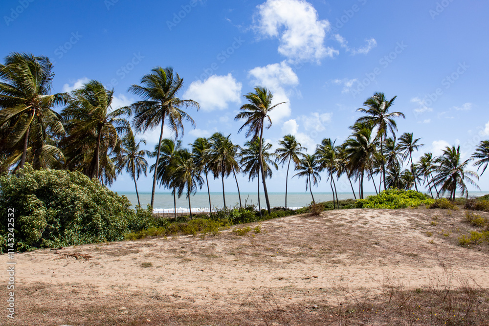 Tropical palm trees along the coastline of Rio Grande do Norte, Brazil, under a clear blue sky, creating a serene and idyllic beach atmosphere. Tropical palm trees along the coastline of Rio Grande do Norte, Brazil, under a clear blue sky, creating a serene and idyllic beach atmosphere.