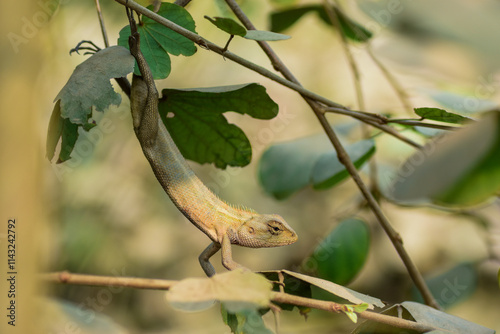 A vibrant garden lizard, adorned with shades of green and brown, is basking in the warm sunlight, perched gracefully on a rock amidst the lush greenery of the garden, soaking up nature's warmth photo