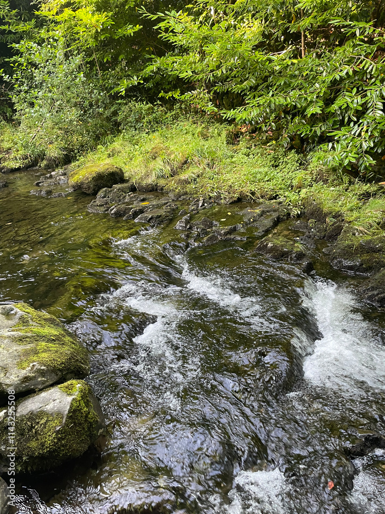 stream in the forest stream in the forest