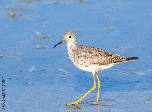 Lesser Yellowlegs looking for food in Alaskia
 photo