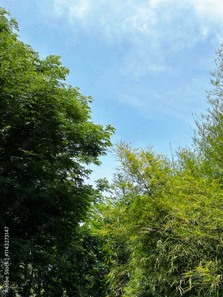 Fototapeta premium tree in the forest